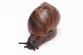 Achatina achatina (GB) juvenil